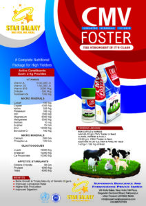 CMV Foster Gold