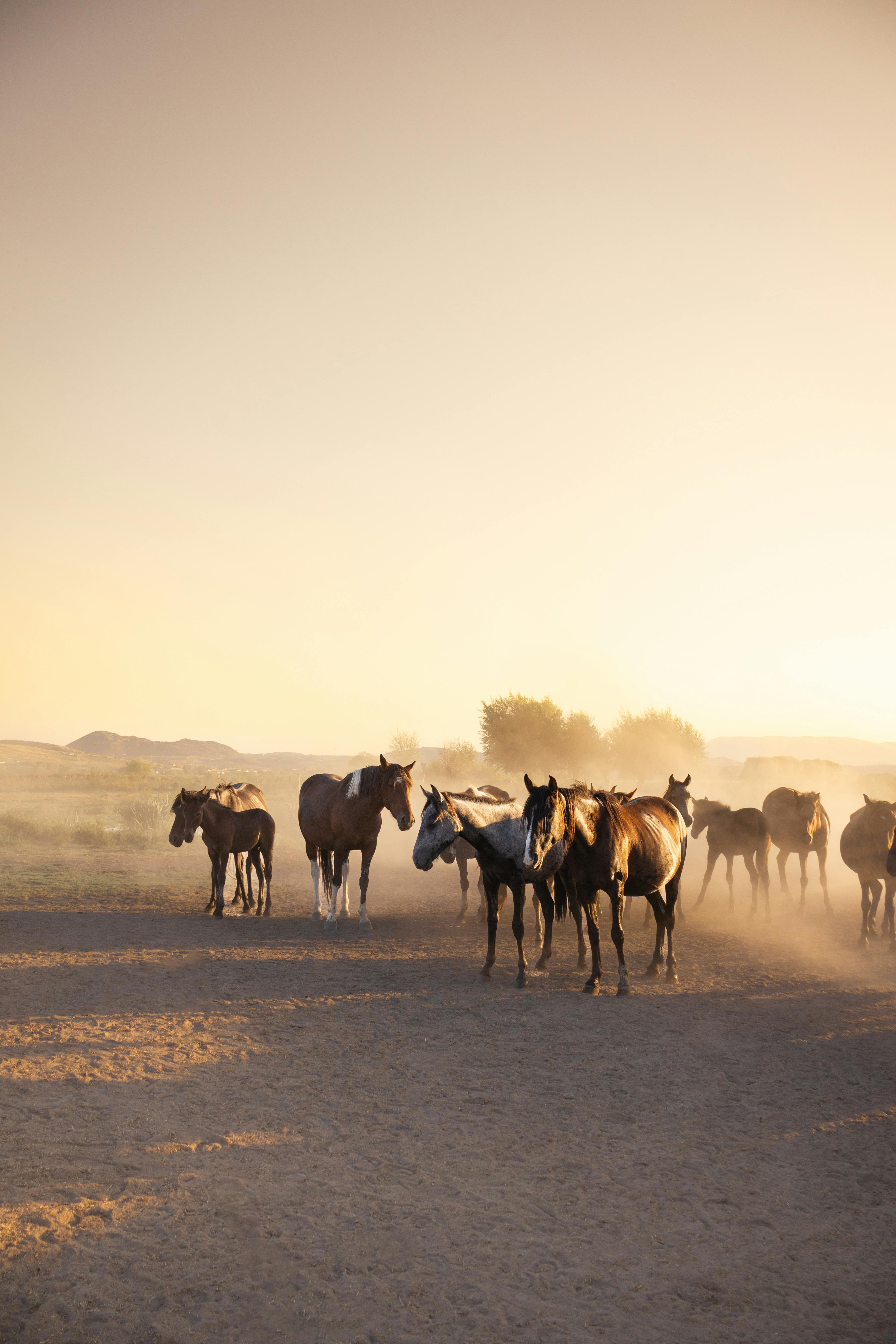 EQUINE1