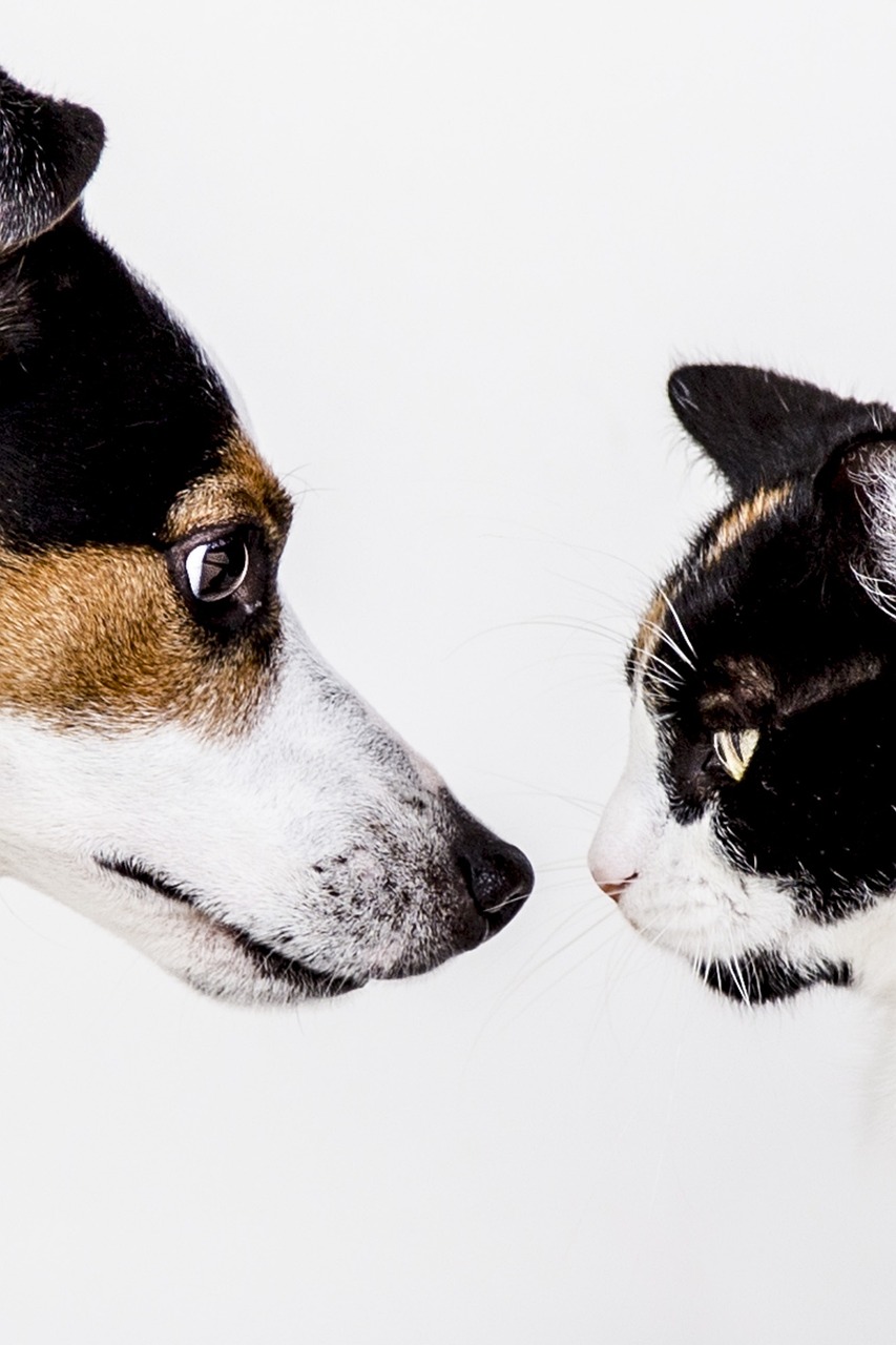 PET