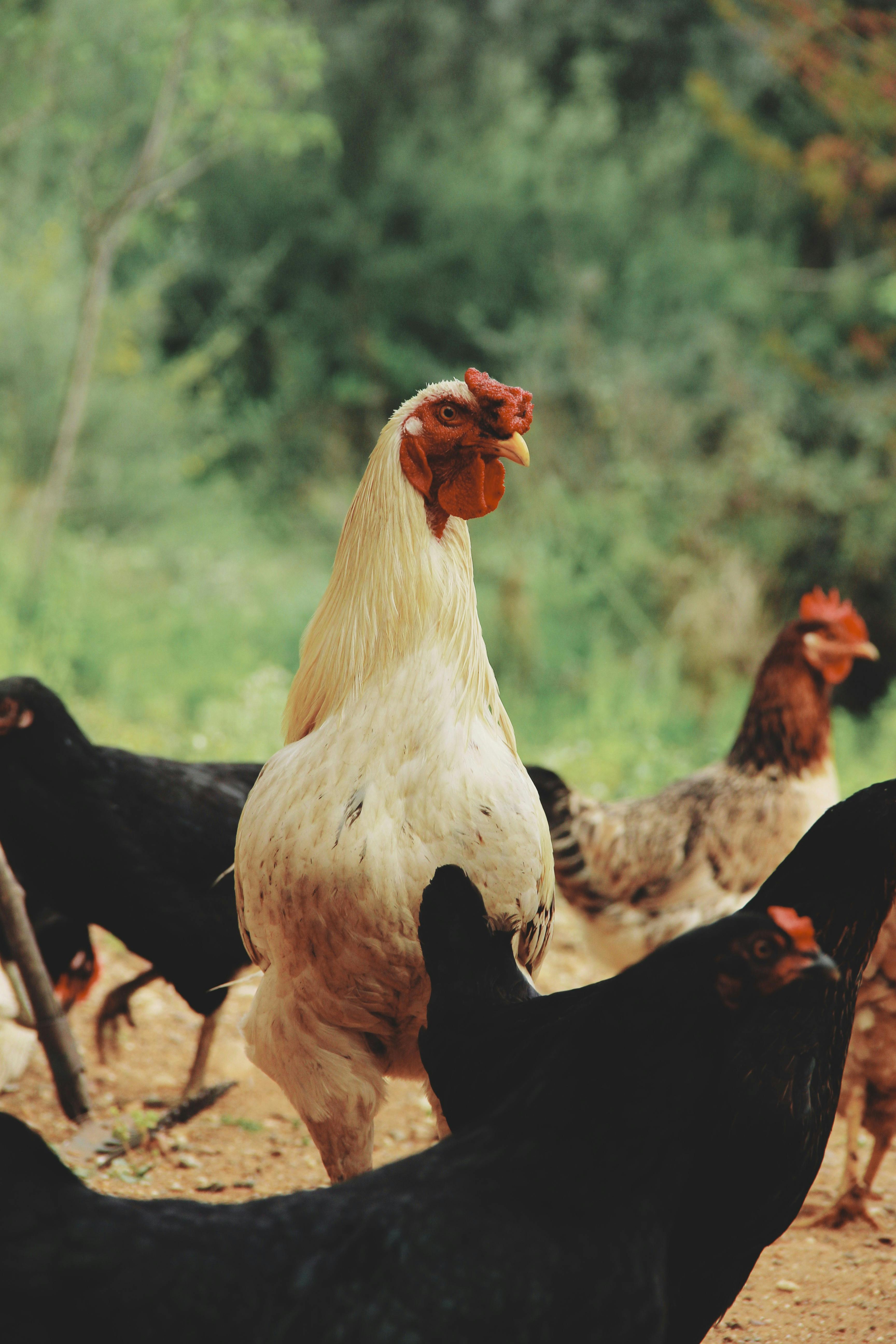 POULTRY1