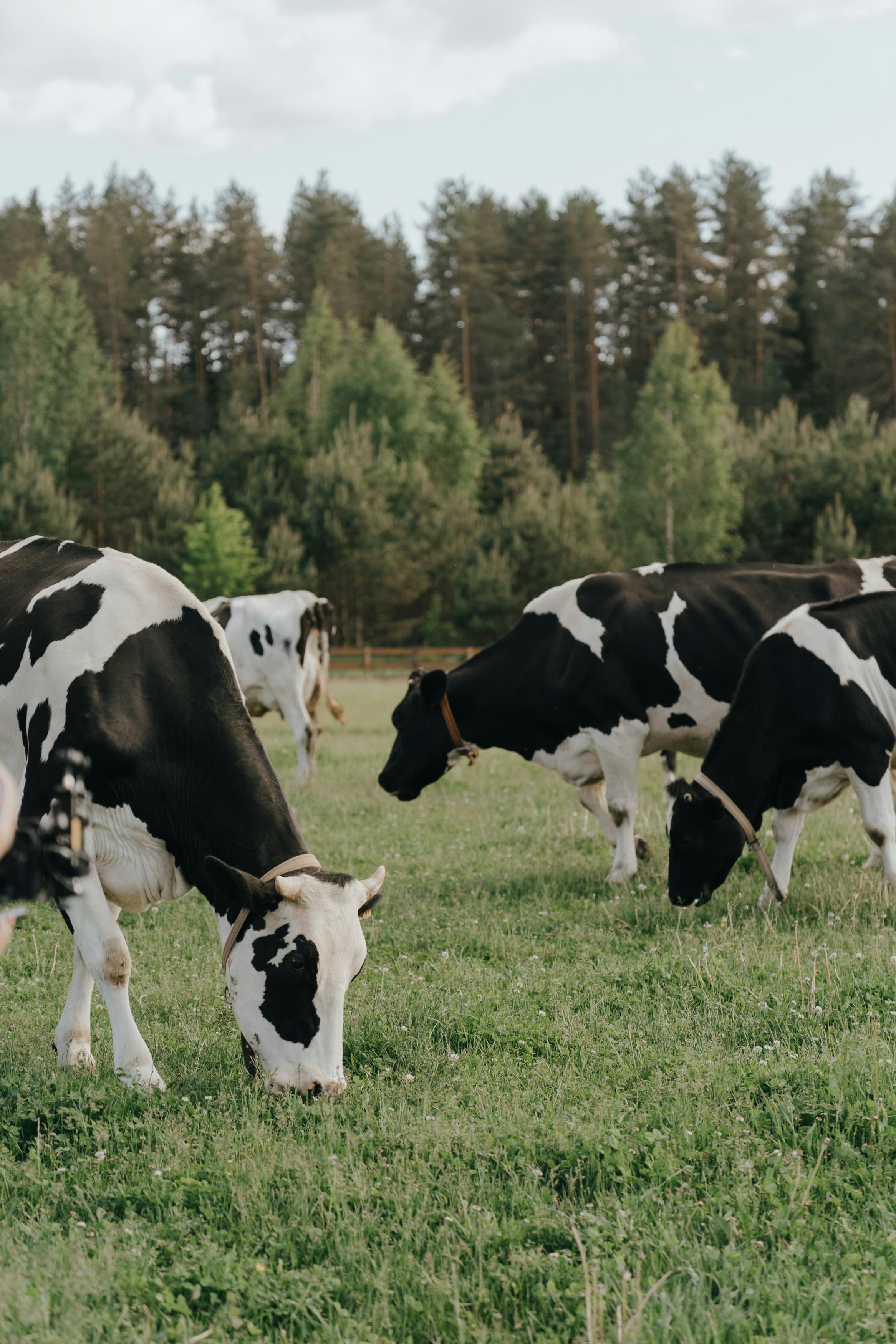 cattle1